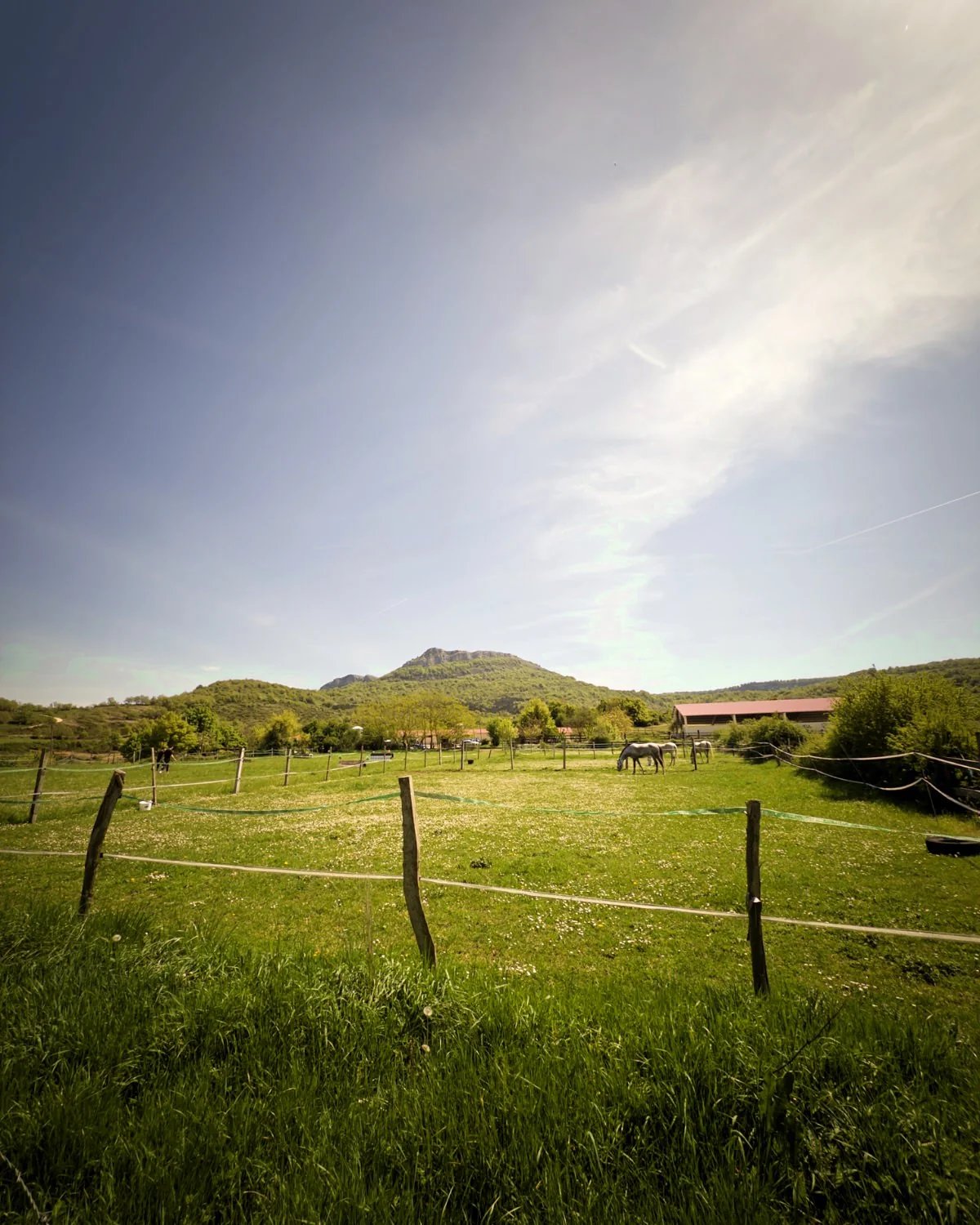 Vista general de la finca con monte y caballos