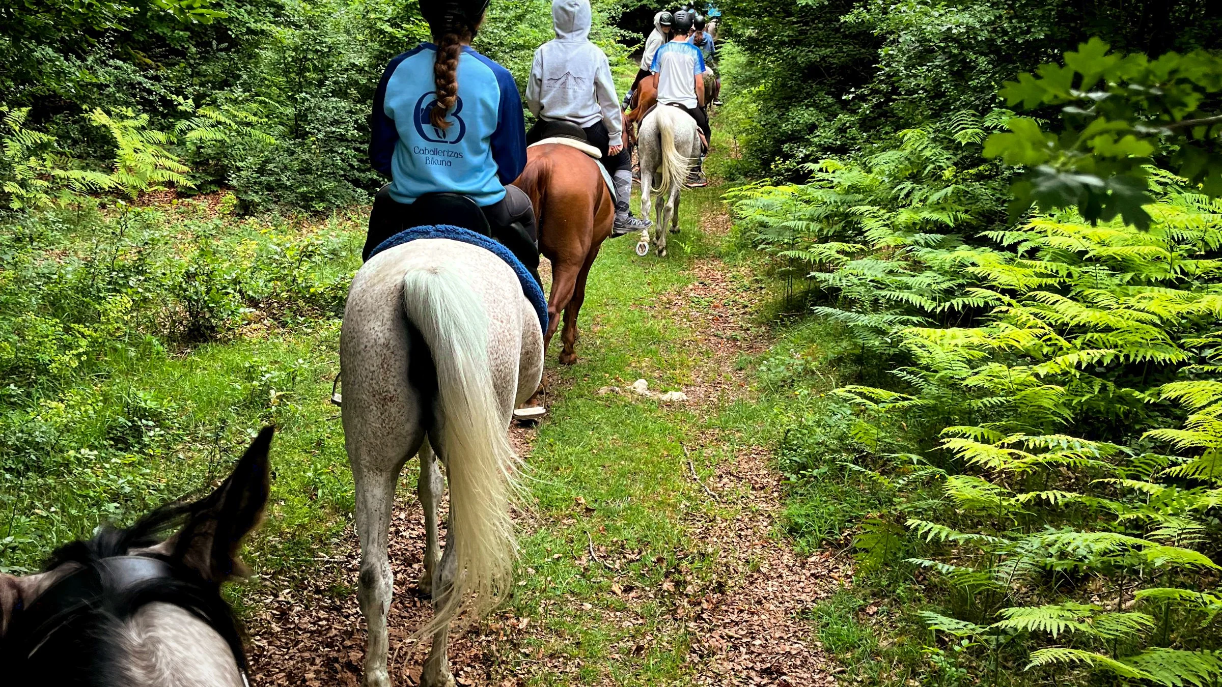 Ruta a caballo por el bosque